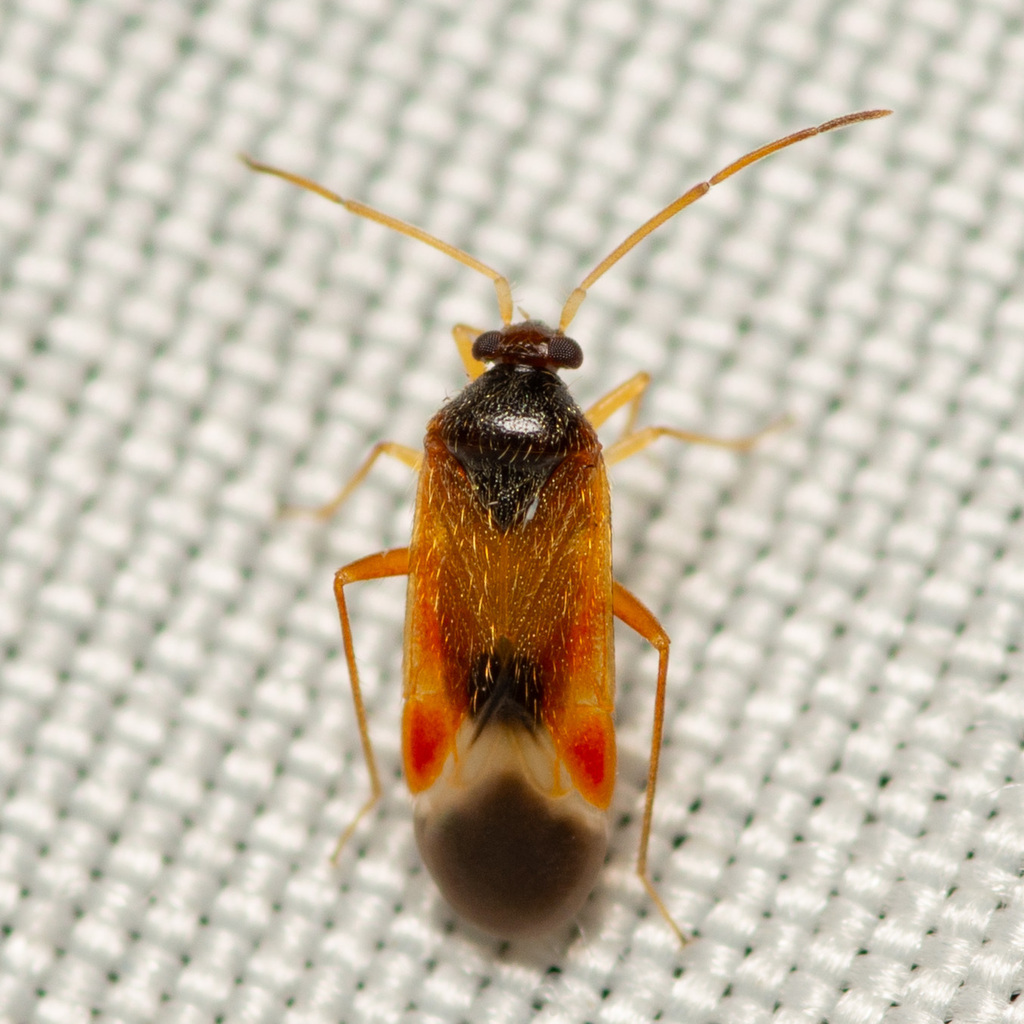 Ceratocapsus