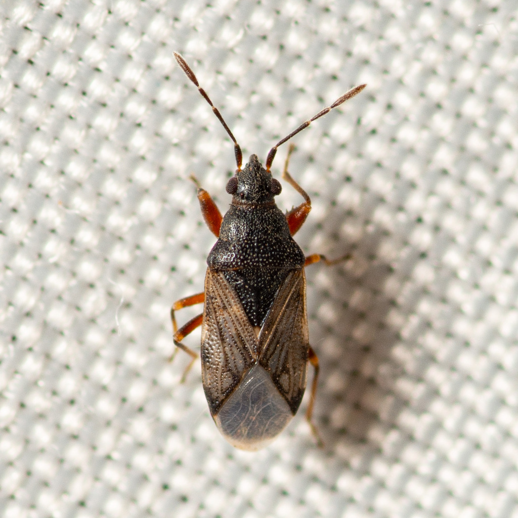 Prytanes fuscicornis