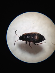 Sphragisticus nebulosus