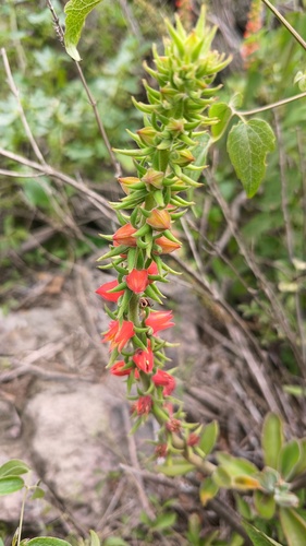 Echeveria coccinea