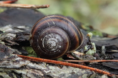 Helminthoglypta dupetithouarsi