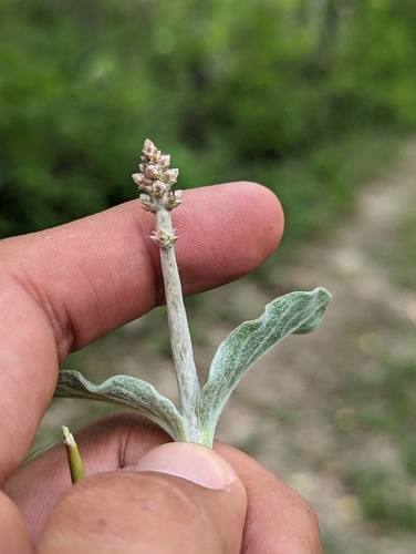 Image of Froelichia xantusii by (c) Abraham Sánchez Romero, some rights reserved (CC BY)