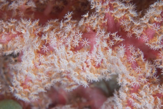 Cherry Blossom Coral