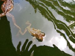 Triprion spatulatus
