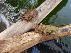 Triprion spatulatus