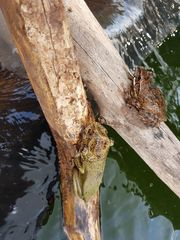 Triprion spatulatus