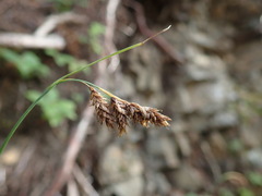 Media resource of Carex atratiformis