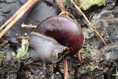 Helminthoglypta dupetithouarsi