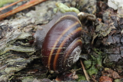 Helminthoglypta dupetithouarsi