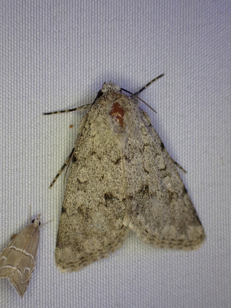 Dichagyris turana
