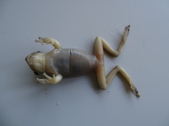 Triprion spatulatus