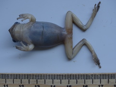 Triprion spatulatus
