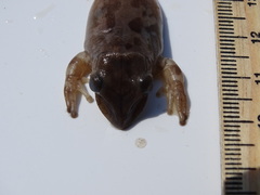 Triprion spatulatus