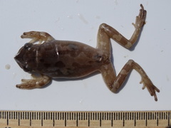 Triprion spatulatus