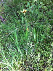 Papaver heterophyllum