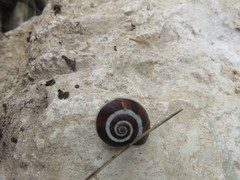 Pseudotachea splendida