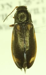 Eanus granicollis