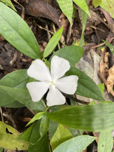 Sweet clockvine