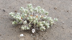 Stylocline intertexta