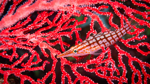 Long nose hawkfish (Oxycirrhites typus) — Cirrhitidae — 3