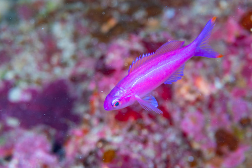 Purple queen anthias (Pseudanthias pascalus) — Serranidae — 4