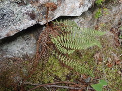 Dryopteris fragrans image