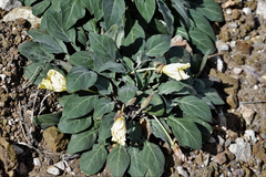 Oenothera brachycarpa