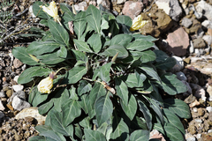 Oenothera brachycarpa