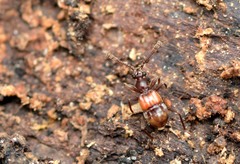 Tmesiphorus costalis