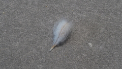 Stylocline intertexta