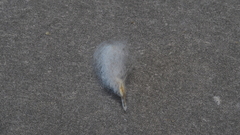 Stylocline intertexta