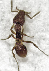 Strumigenys perplexa