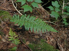 Polystichum braunii image