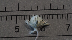 Stylocline intertexta