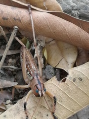 Pseudophyllinae