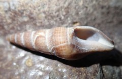 Ophiodermella inermis