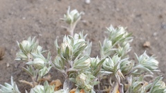 Stylocline intertexta