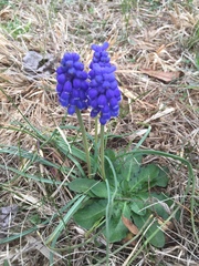 Muscari armeniacum