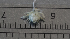 Stylocline intertexta