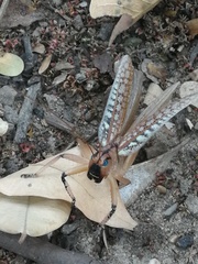 Pseudophyllinae