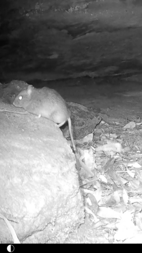 Bush Rat