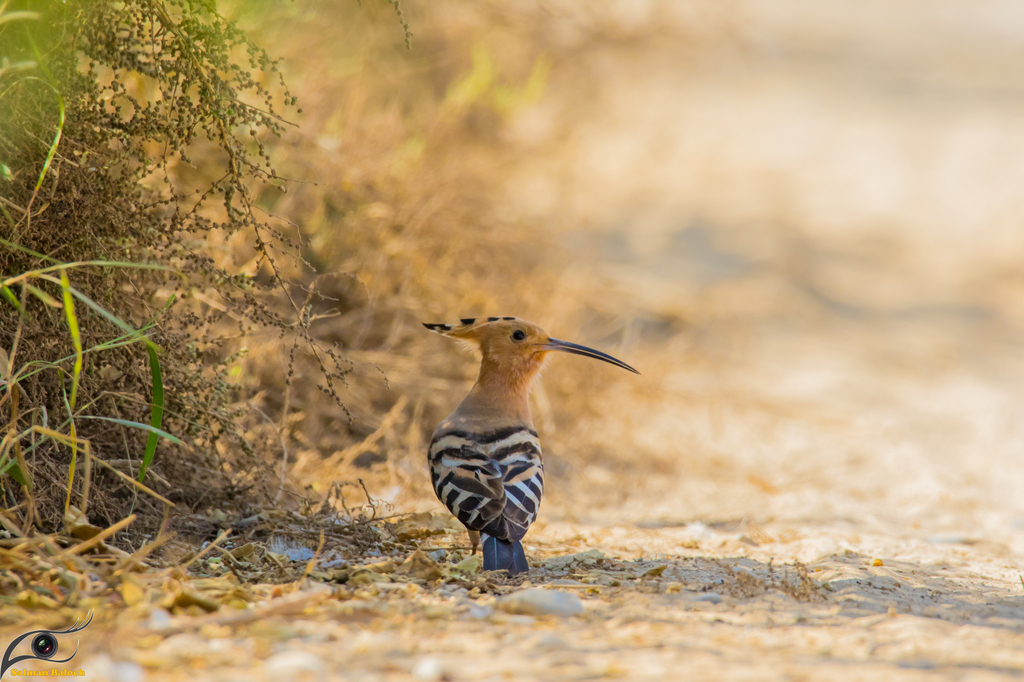 common-hoopoe-from-winder-las-bela-balochistan-pakistan-on-november