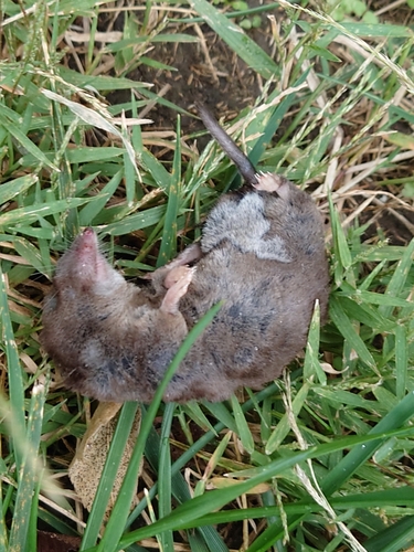 Elliot's Short-tailed Shrew