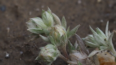 Stylocline intertexta