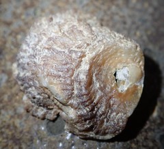 Pododesmus macrochisma