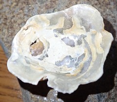 Pododesmus macrochisma