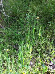 Papaver heterophyllum