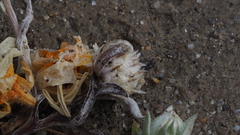 Stylocline intertexta