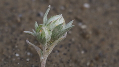 Stylocline intertexta