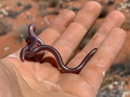 Photo of a Interior Blind Snake (Anilios endoterus)